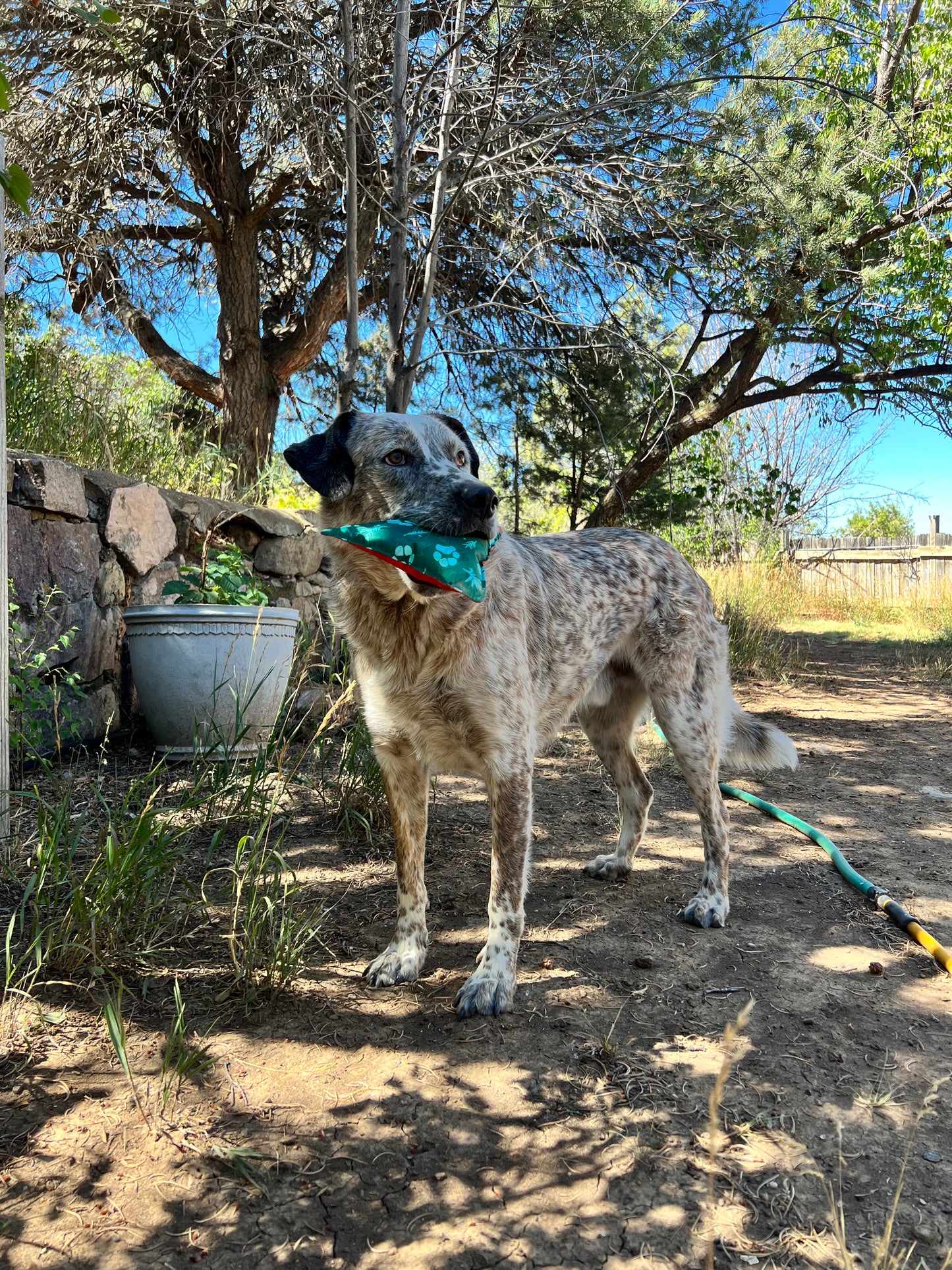 Indy Peaks Dog Toy