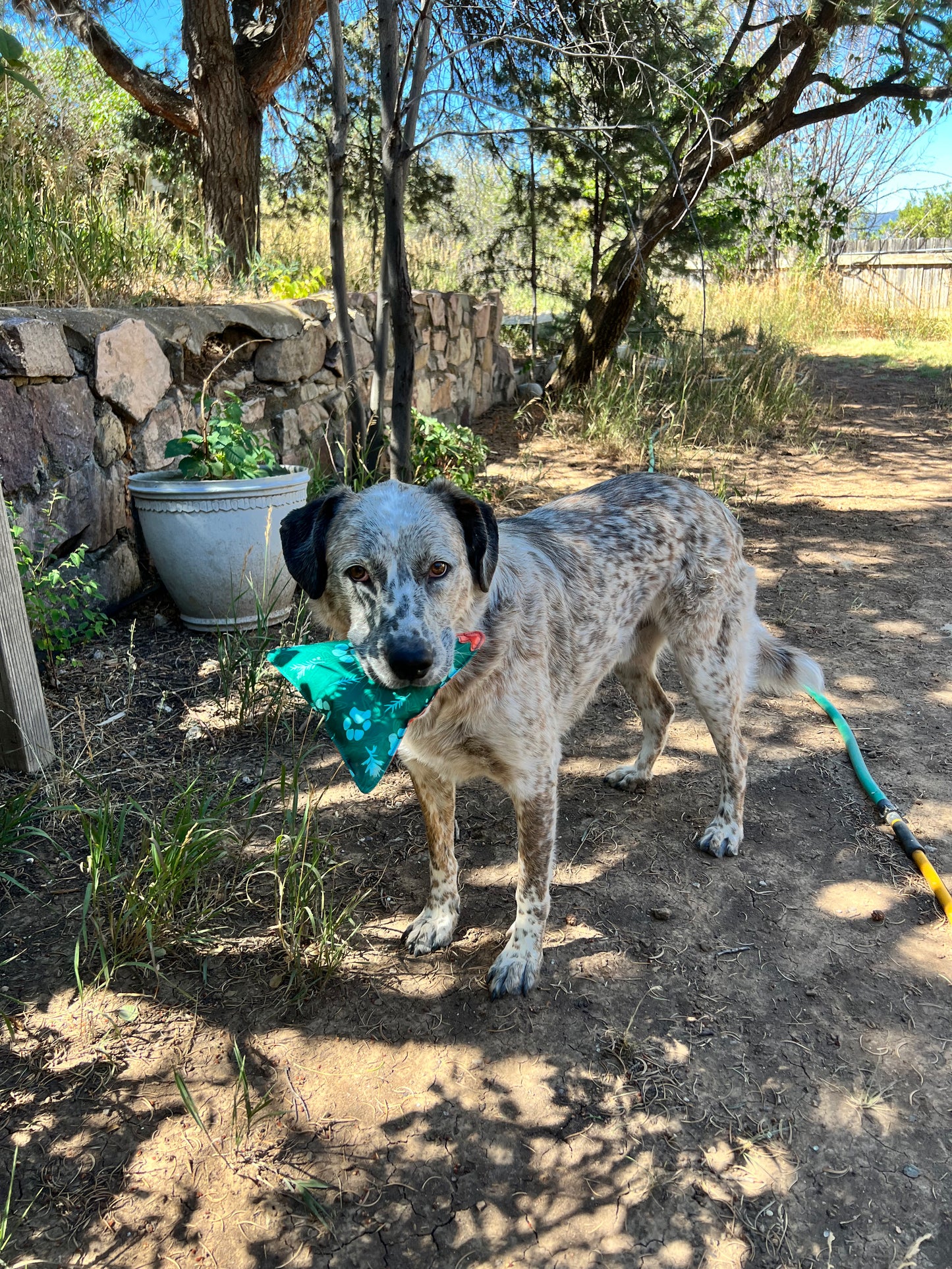 Indy Peaks Dog Toy