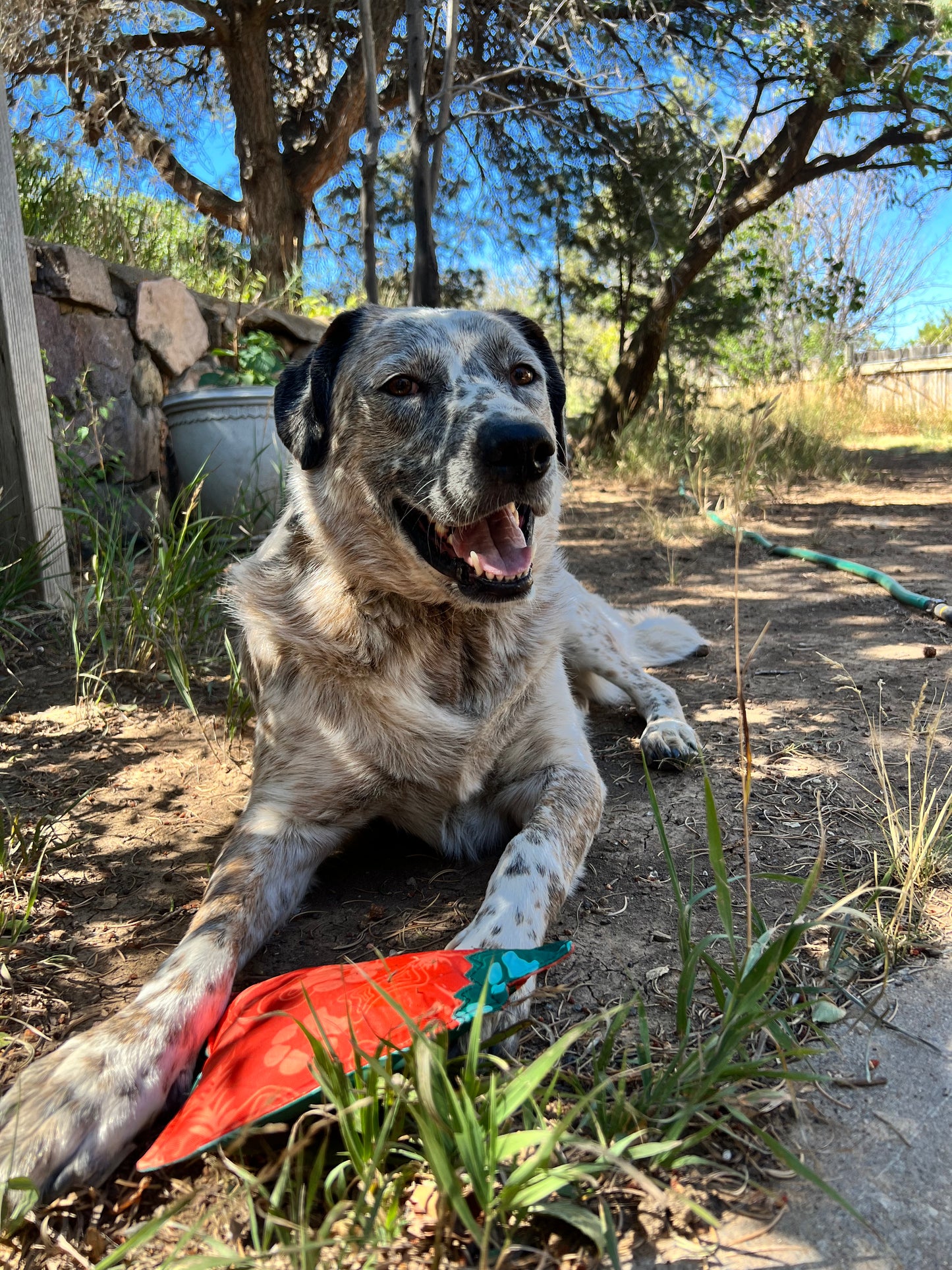 Indy Peaks Dog Toy
