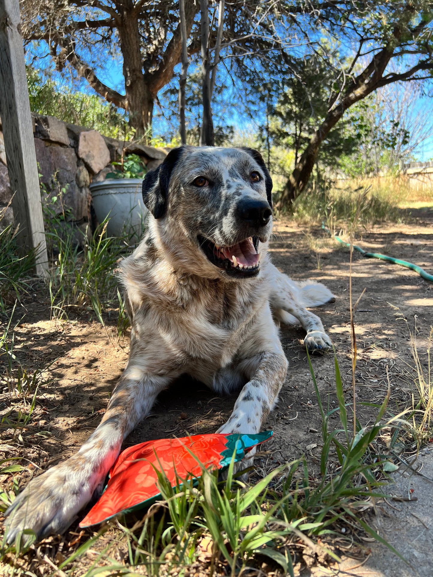 Indy Peaks Dog Toy