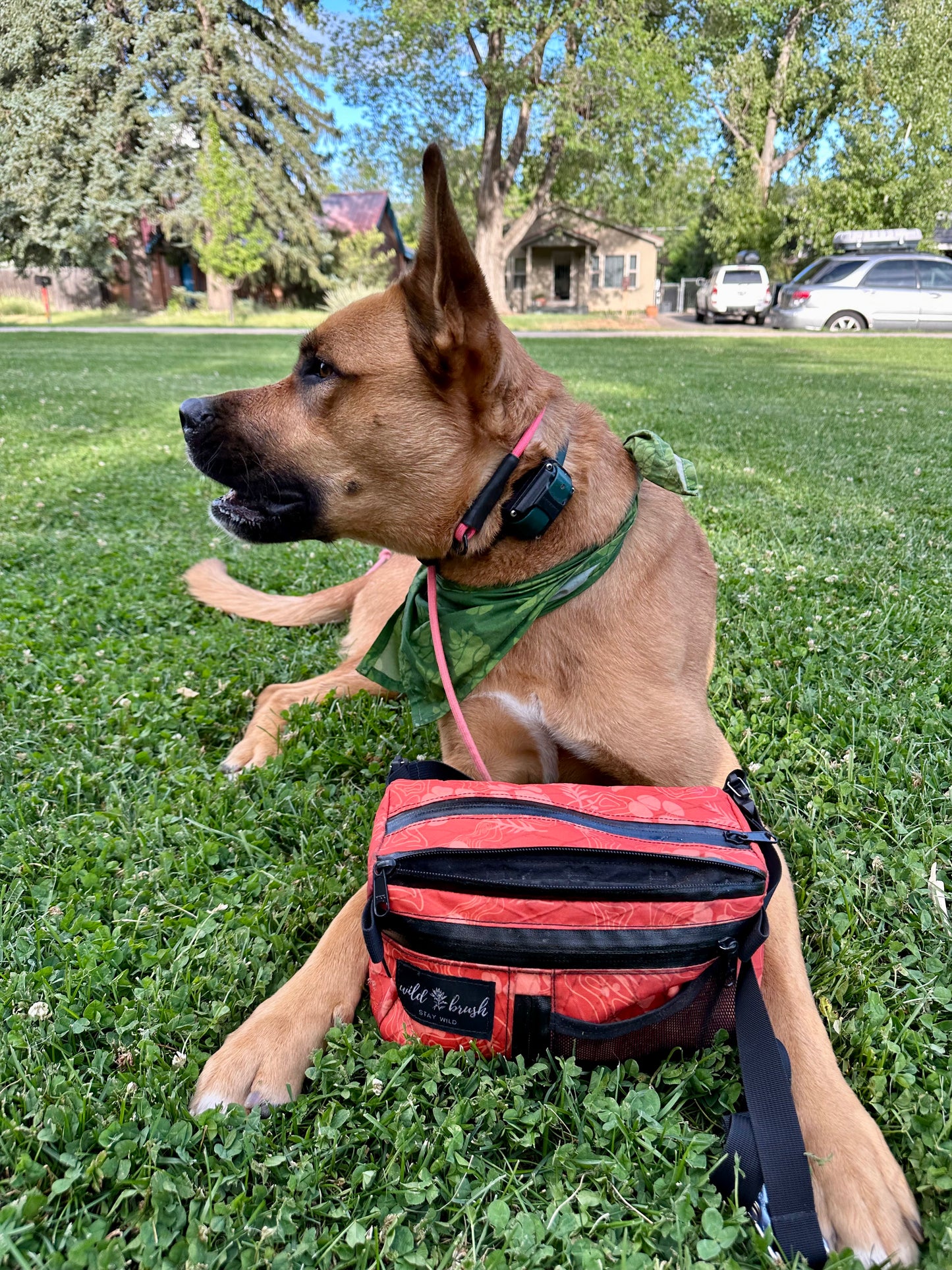4L Dog Training Pack Presale