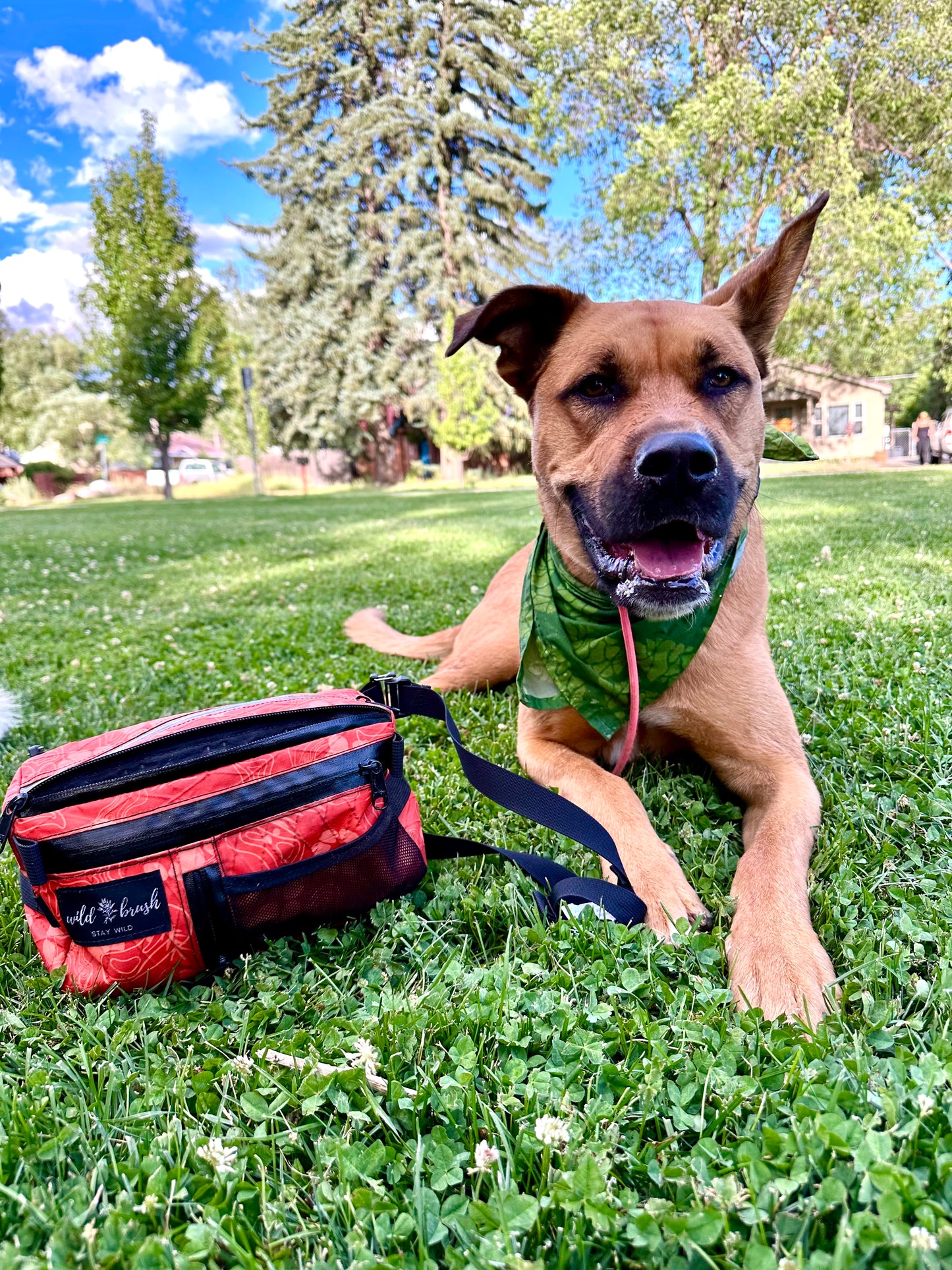 4L Dog Training Pack Presale