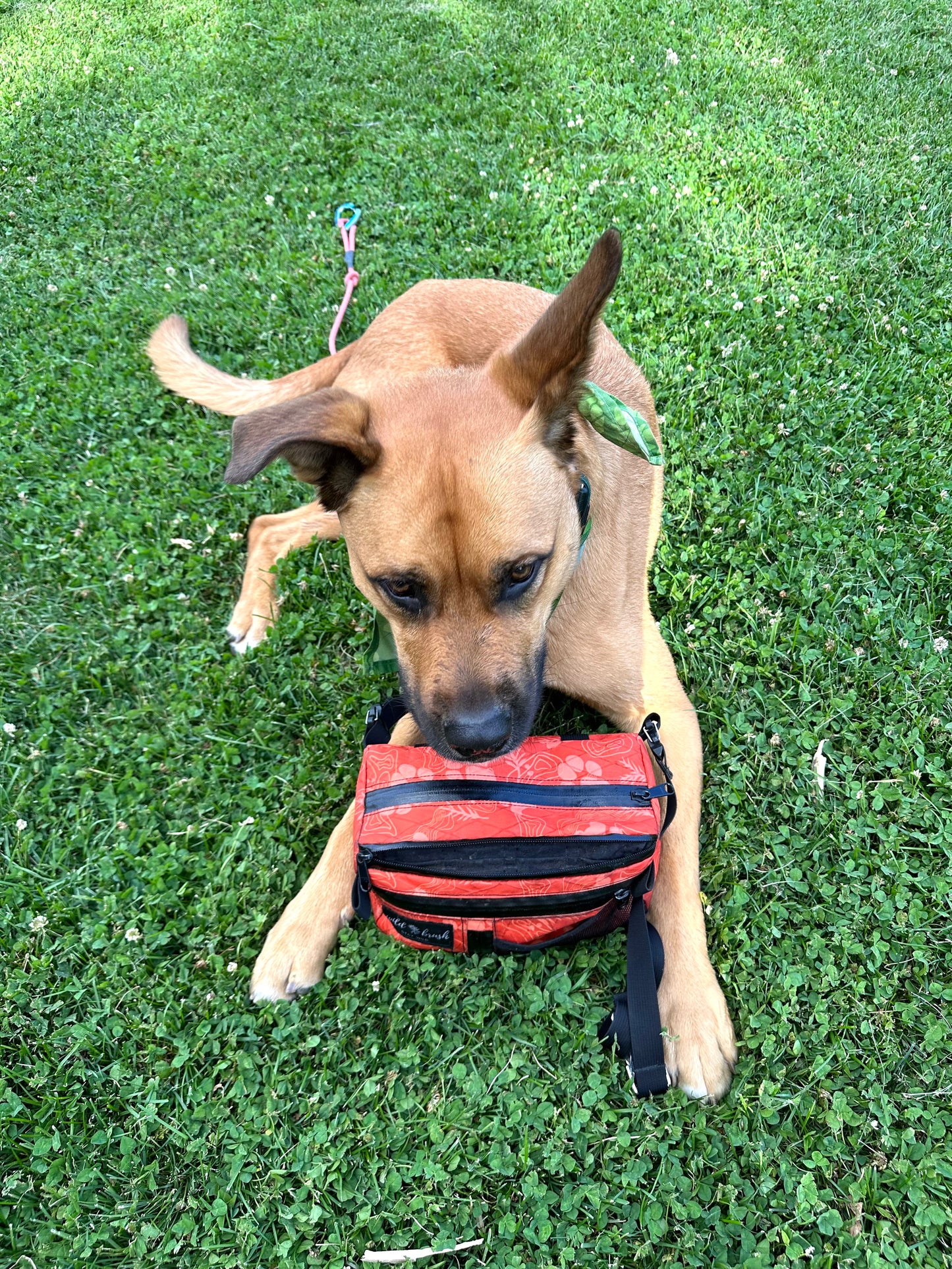 4L Dog Training Pack Presale